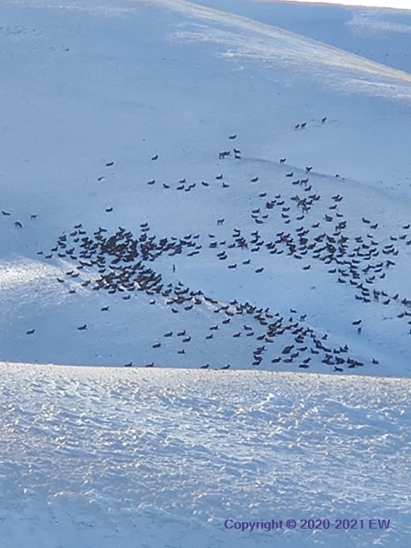 Herd of elk in snow